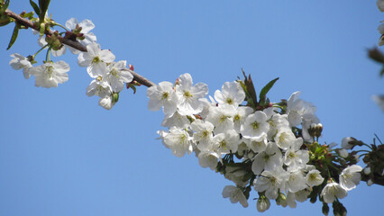 cherry blossom. flowering tree in spring. tree with white flowers on branches. spring wallpaper