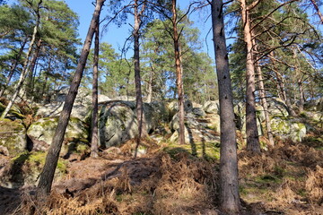 Fototapeta premium Arbres et rochers de la forêt de Fontainebleau.