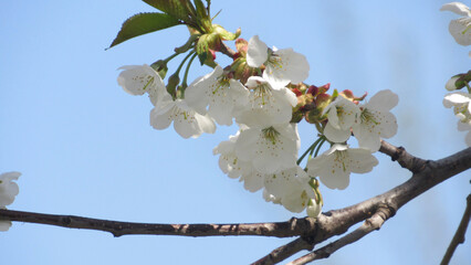 cherry blossom. flowering tree in spring. tree with white flowers on branches. spring wallpaper