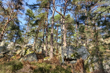 Arbres et rochers de la forêt de Fontainebleau.
