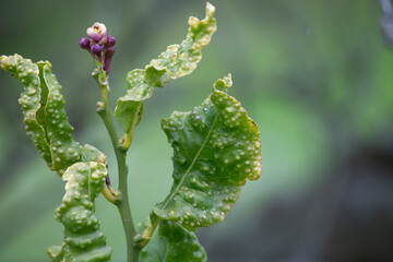 horizontal image of a new shoot of a lemon tree with blossom buds and leaves affected by a disease caused by African citrus psylla. selective focus. copy space. text space