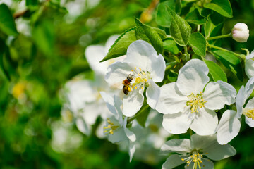 Close-up of a honey bee that pollinates a white flower of an apple tree against a background of bright green leaves