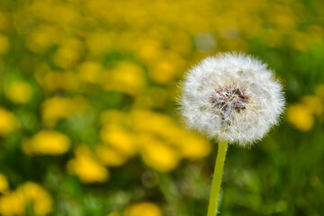 Closeup of a ripe slender dandelion against the background of yellow dandelions and green grass
