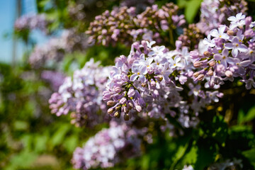 Close-up of buds and opened petals of a purple lilac on a twig against the background of other lilac branches