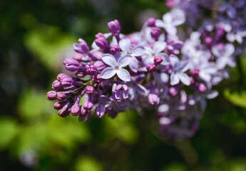 Closeup of purple lilac buds against the background of open petals and other buds