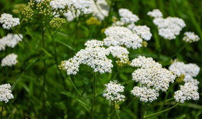 Fototapeta premium Closeup of yarrow flowers in a meadow in bright green grass