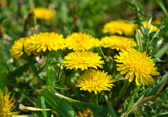 Close-up of yellow dandelions in the middle of bright and juicy green grass