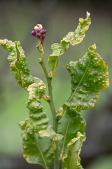 vertical image of a new shoot of a lemon tree with blossom buds and leaves affected by a disease caused by Tryoza erytreae of citrus. selective focus. copy space. text space