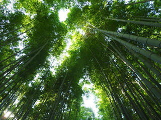 京都　竹林の道