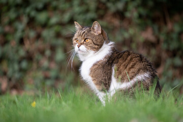 Naklejka na ściany i meble cat sitting on grass observing the garden