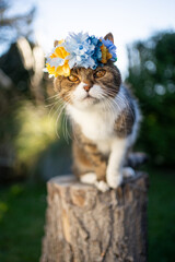 cat wearing floral crown in ukraine colors blue and yellow