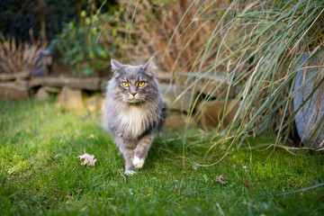 Naklejka na ściany i meble cat walking towards camera in garden