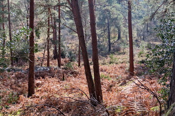 Obraz premium Sous bois dans la forêt.