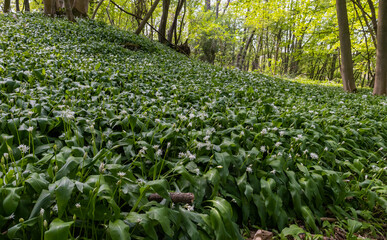 Wild Garlic (Allium ursinum) in an English Wood