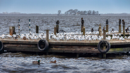 Diverse Vögel sitzen auf einem Steg im Steinhuder Meer (im Hintergrund die Insel Wilhelmstein) und...