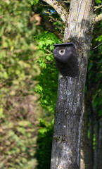 Fototapeta premium A birdhouse on a tree, Enghien, Belgium