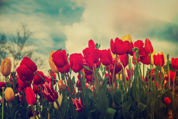 Red tulip flowers