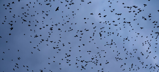 flock of birds silhouette, bottom view