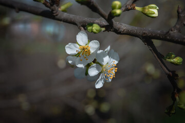 A flowering branch of a fruit tree. A spring branch of a tree blooming with white flowers. Spring young flowers on a blurry dark background. White spring flowers. Selective focus.