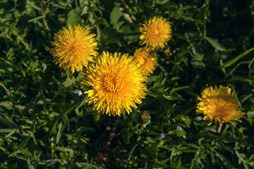 Beautiful flowers of yellow dandelions on a spring day in a meadow in the sunlight. Dandelions in the grass. Yellow dandelions in the green grass on a sunny day. Soft focus. Spring mood.