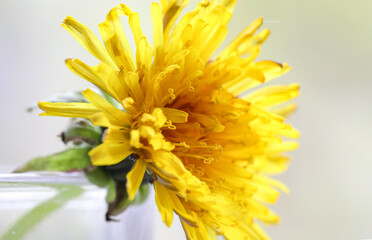 Yellow dandelion flower close up in the sun on a bright spring day. Selective focus.