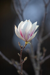 White magnolia flower, close-up, spring nature.