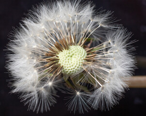 Fluffy dandelion close-up on a dark background.