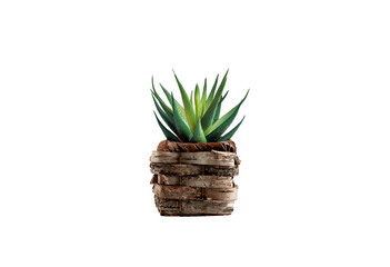 cactus in a pot isolated and clipping paths