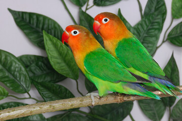Pfirsichköpfchen (Agapornis fischeri), Fischers lovebird) in der Voliere.