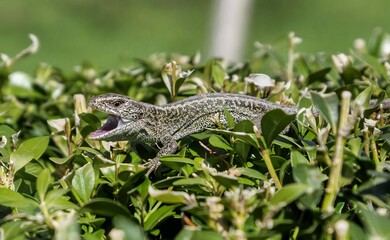 lizard on the grass