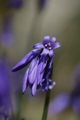 bluebell (Hyacinthoides non scripta) in open woodland glade