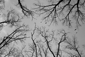 silhouette of a flying crows high over the trees