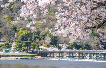 Fototapeta na wymiar 嵐山の桜