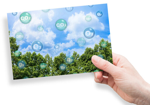 Tree canopy against a sky background with oxygen O2 and carbon dioxide CO2 molecules - Carbon dioxide absorption and oxygen release concept