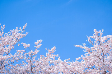 嵐山の桜
