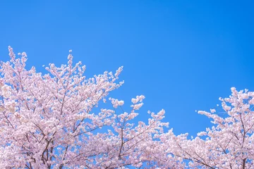 Fotobehang 嵐山の桜 © TOSHI