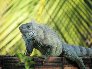 Iguana