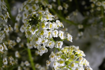  Lobularia 
