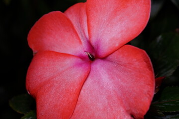 Fototapeta na wymiar red Pelargonium flower