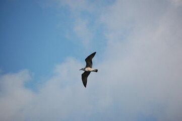 Obraz premium Seagull