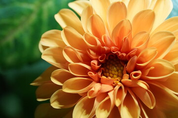 orange dahlia flower