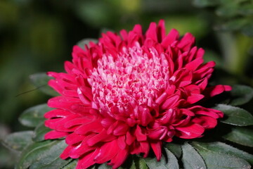 red dahlia flower