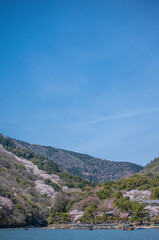 Fototapeta na wymiar 嵐山の桜
