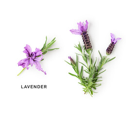 Lavender flowers bunch creative layout.