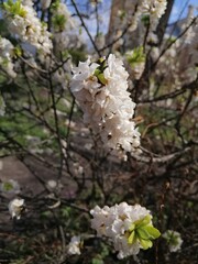 A rare unusual flowering Daphne bush with a strong pleasant smell . The first spring blooming...