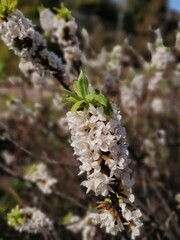 A rare unusual flowering Daphne bush with a strong pleasant smell . The first spring blooming...
