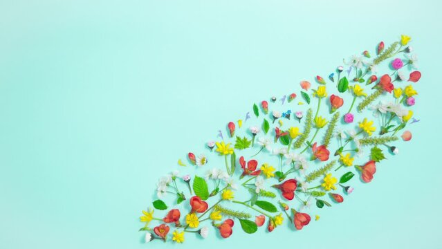 4k Spring concept. A composition of spring natural flowers, buds and young leaves appears on a light blue background. Beautiful springtime card. Stop motion animation. Flat lay. Copy space.