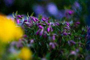 Obraz premium purple flowers in spring