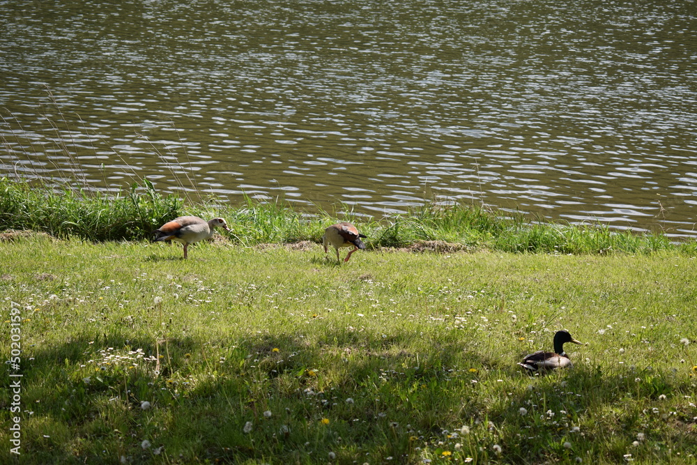 Poster nilgänse an der mosrl