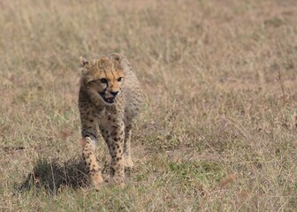 cute cheetah cub walking in the wild savannah of the masai mara kenya in afternoon sun